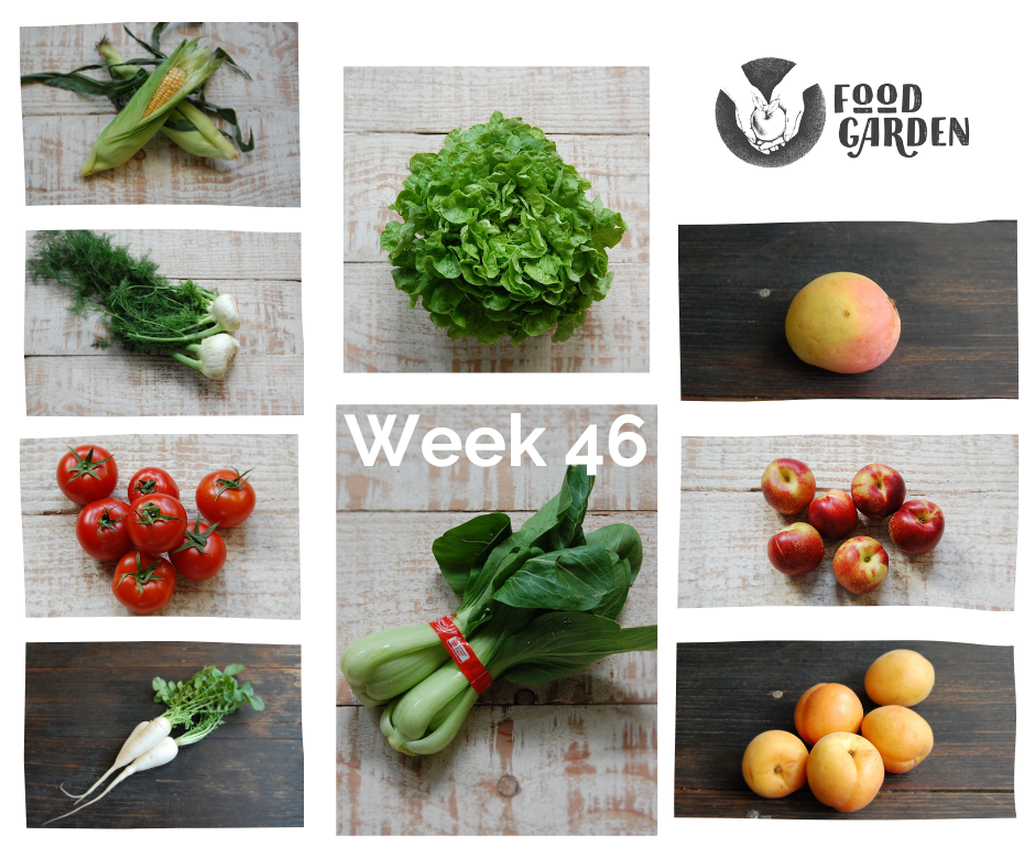 Week 46 - Pumpkin, Broad Beans, Broccoli, Tomato, Oak Lettuce, Daikon, Nectarines and Apricots
