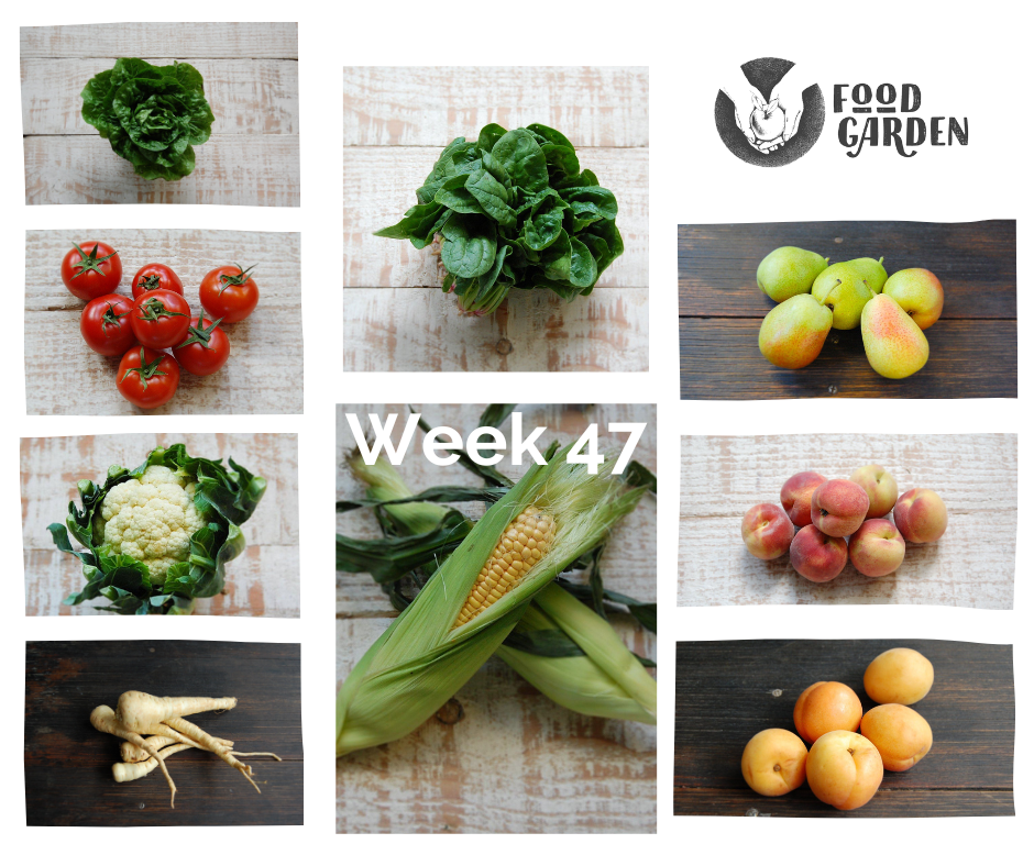 Week 47 - Sweet Corn, Tomato, Zucchini, Baby Cos, Peaches, Apricots and Nectartines