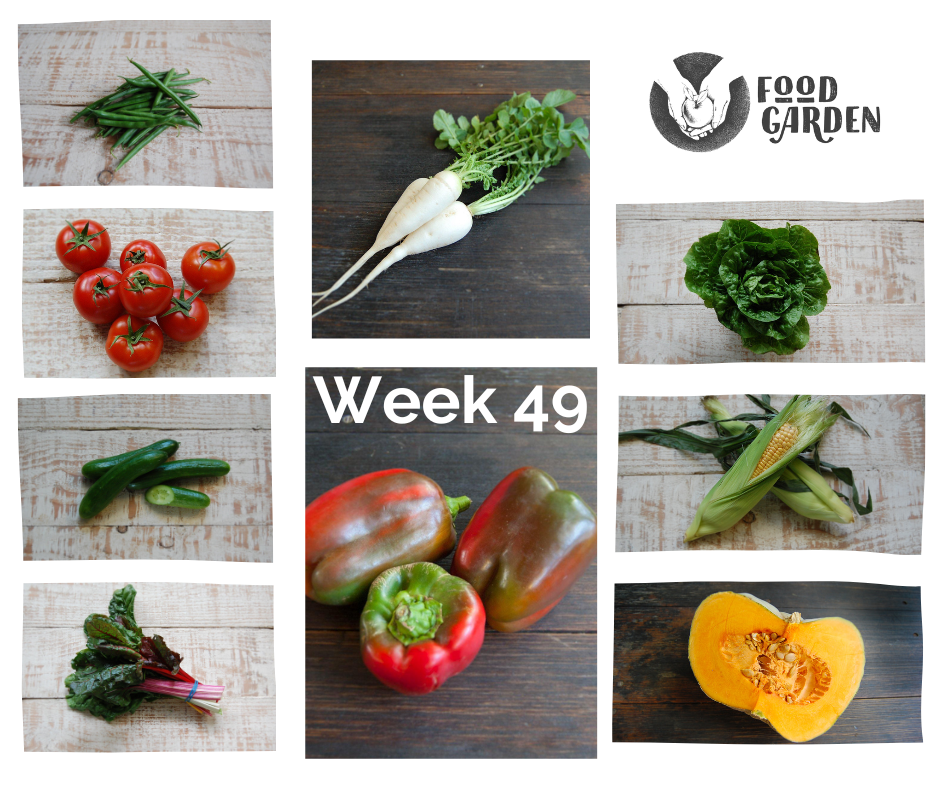 Week 49 - Beans, Capsicum, Baby Daikon bunches, Baby Cos, biodynamic Cucumber, Red Cabbage, Kalie Apples