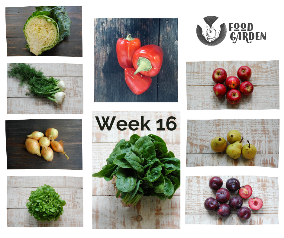 Week 16 - Pimento Capsicum, Mildura Zucchini, biodynamic Broccoli, new season Jonathon Apples and Rhubarb