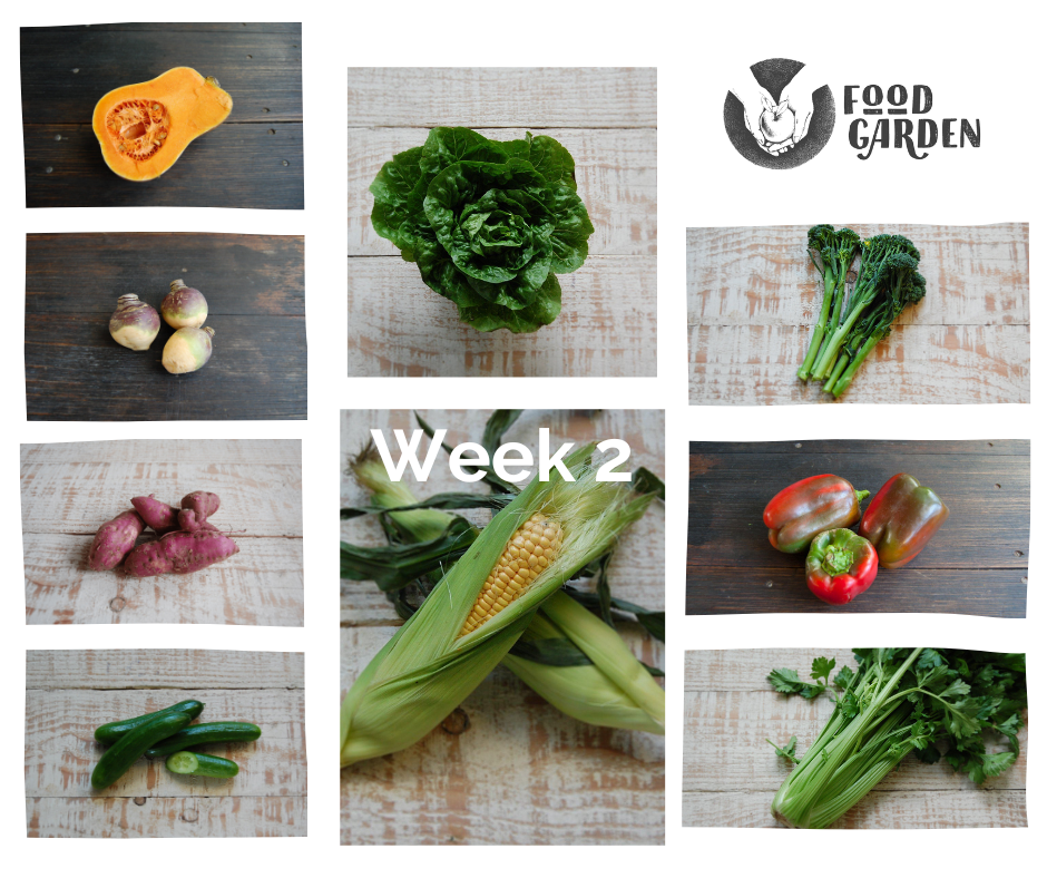 Week 2 - Lebanese Cucumber, Cos Lettuce, Vic Potato, Swede, and Sweet Corn