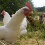 Raising Chickens at Home
