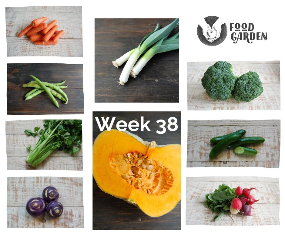 Week 38 - Pumpkin, Celery, Fennel, Mushrooms and Capsicum