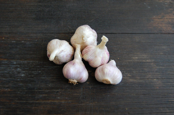Garlic, Purple