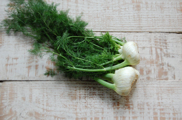Fennel