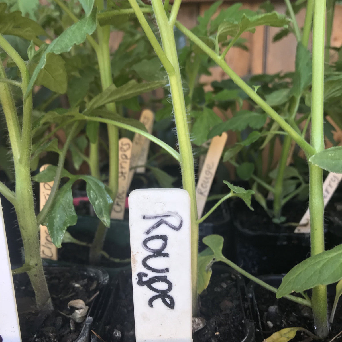 Tomato, Rouge de Marmande seedling — Food Garden