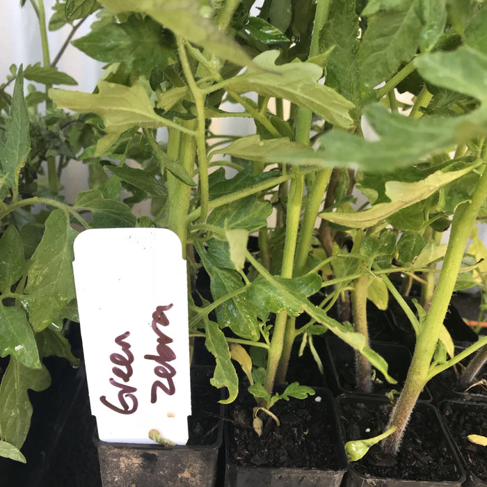 Tomato, Green Zebra seedling